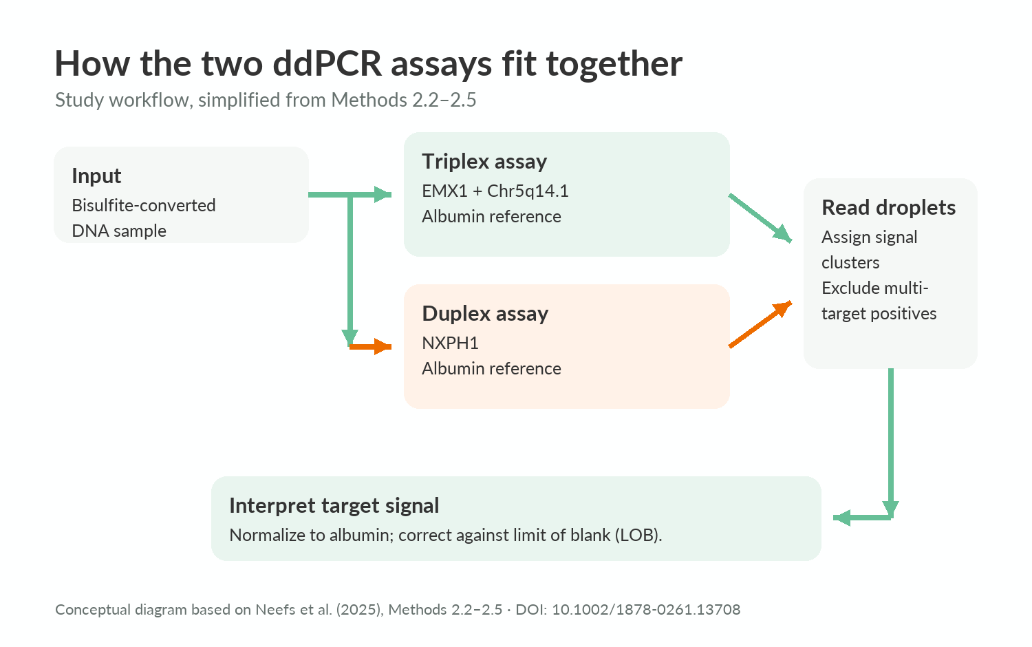 Source-grounded Neefs assay workflow; conceptual, not measured study data