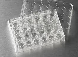 [CP803024] Cell Culture Plate, 24 well, F Bottom, TC Treated, PS, Sterile