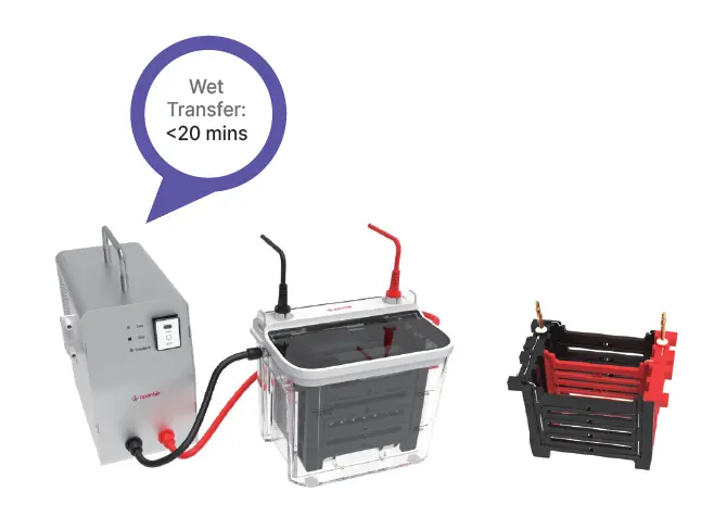 [AP333001] - Fast Protein Transfer System-CycleBlot