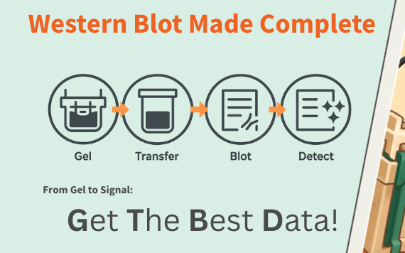 [DS-WBCC-0925] - Western Blot Consumable Combo
