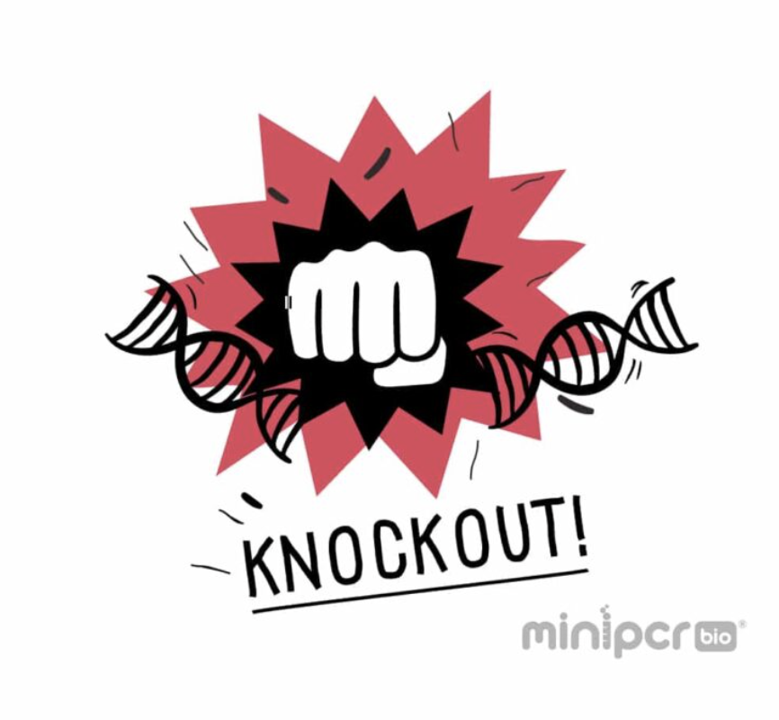 [BA-KT-1800-01] Learning Lab: Knockout! A CRISPR/Cas Gene Targeting Lab