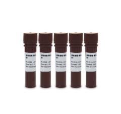 Enhanced CCK-8 Kit Cell Proliferation & Cytotoxicity Assay Kit 