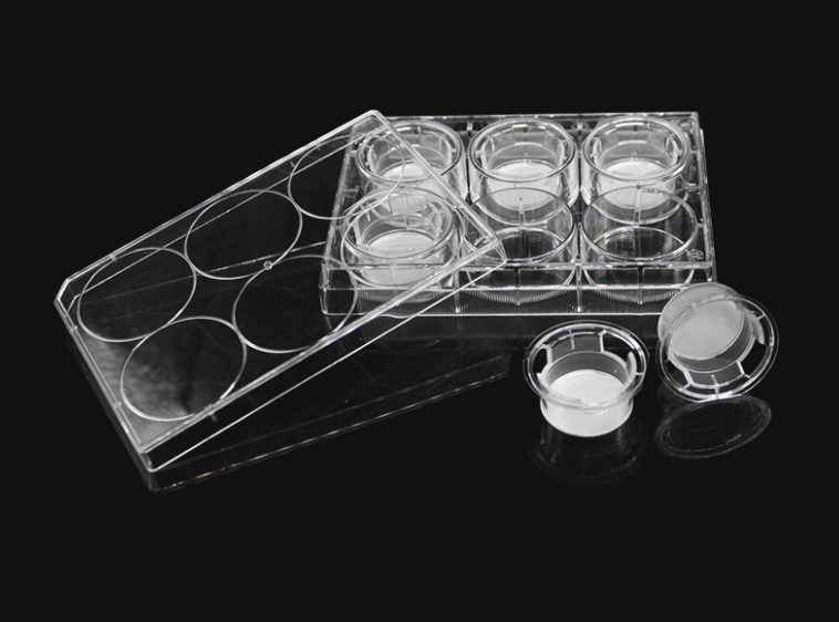 [WS-14141-6-well] Transwell with Cell Culture Insert, TC Treated, Sterile (6-well, 8.0 μm, Polycarbonate (PC))