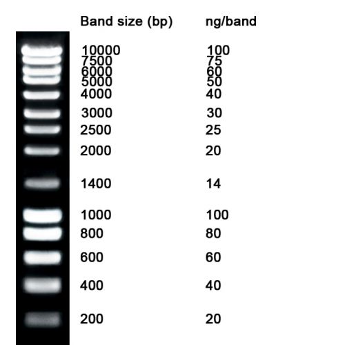 [NZMB04401] [NZMB04401] - NZYDNA Ladder III, 200-10000 bp