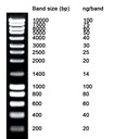 [NZMB04402] [NZMB04402] - NZYDNA Ladder III, 200-10000 bp