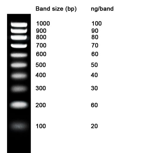 [NZMB06101] [NZMB06101] - NZYDNA Ladder V, 100-1000 bp