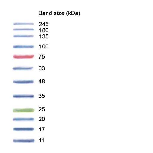 [NZMB09003] [NZMB09003] - NZYColour Protein Marker II, 10-245 kDa 
