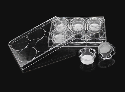 Transwell with Cell Culture Insert, TC Treated, Sterile